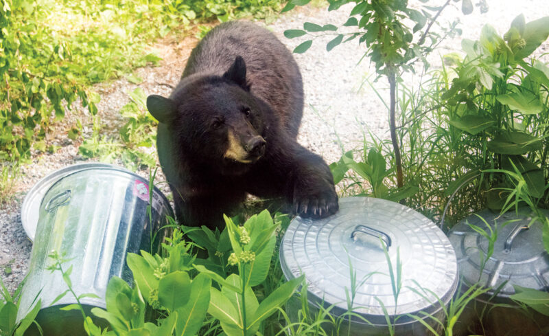 How to Keep Bears Away from Your Homestead